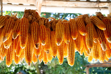 Ma&iacute;z de Honduras