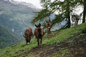 Fototapeta na wymiar A group of donkeys graze in the Alpine meadows.