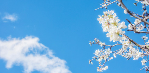 Flower spring background