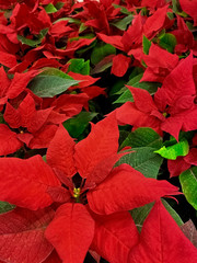 Red flower of Poinsettia, Euphorbia Pulcherrima, Nocebuen. Background, texture