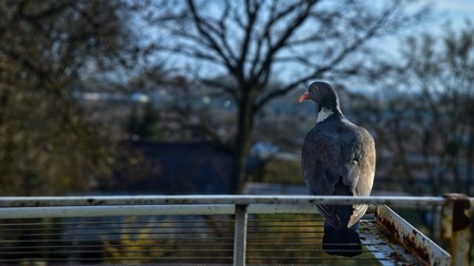 pigeon on a clothes dryer © Dorota