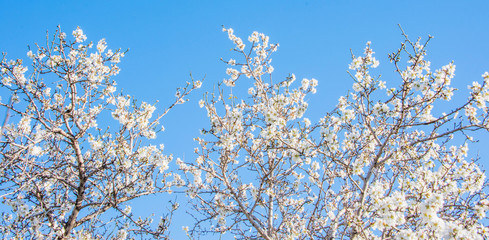 Flower spring background
