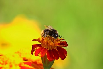 bee on flower