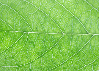 macro leaves, green