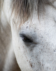 white horse close up
