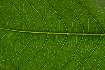 macro leaves, green