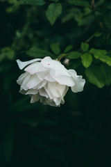 Delicate garden rose after a summer rain