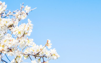 Flower spring background