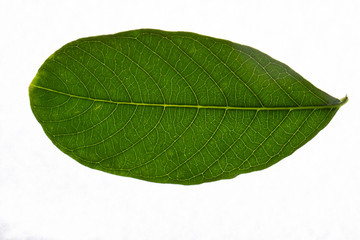 macro leaves, green