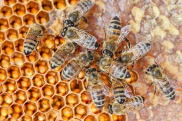 honey bees on honeycomb in apiary in the summertime