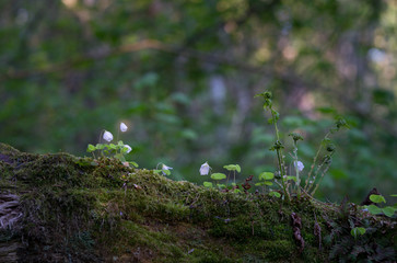 Common wood sorrel (Latin: Oxalis acetosella). Similar to shamrock. Shady undergrowth with sunspots. Tiny white flowers with sur tasting edible leaves. Old fallen mossy tree trunk with small blossoms.