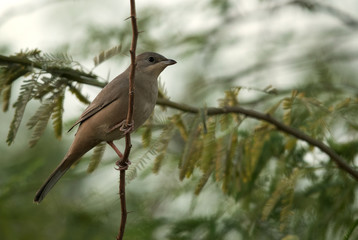 Grey Hypocolius on green