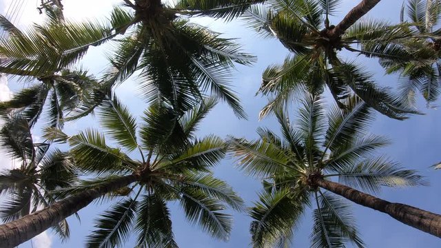View up or bottom view coconut palm trees forest in the sunshine.
