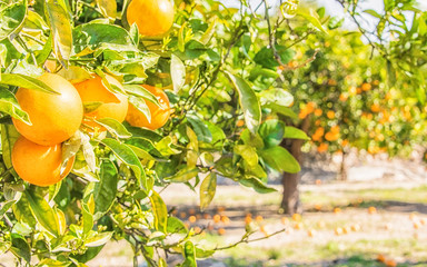 Summer garden with orange trees