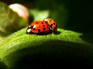 two red ladybugs in love
