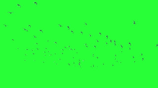 A large group of seagulls isolated on Green screen, chroma key background. A group of migratory birds moving toward the south in the sky. Wildlife. Flock of birds flies in strong winds.