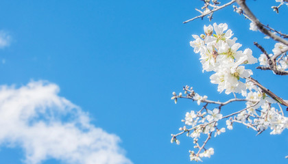 Flower spring background