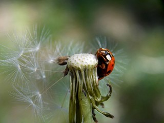 one red ladybug on a dandelion © oljasimovic