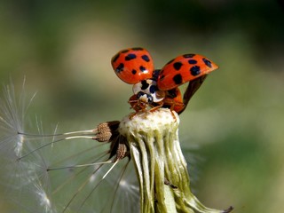 one red ladybug on a dandelion