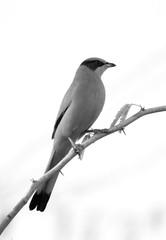 Grey Hypocolius perched on a acacia branch