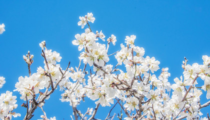 Flower spring background