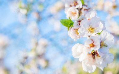 Fototapeta premium Flower spring background