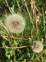 Dandelion on the green garden 