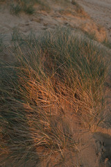 Close up of beach grass at sunset in Australia