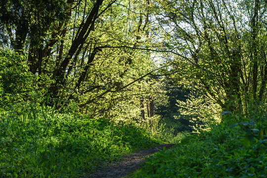 Spring in the forest, juvenile light green leaves on trees, sunlight shining through green illuminated foliage, ground path via the forest. The best period of the year,  everything is fresh and pure.