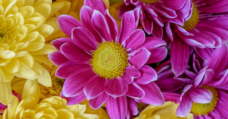 colorful chrysanthemum flowers top view close up, natural pattern background