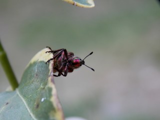 small burgundy beetle on a leaf