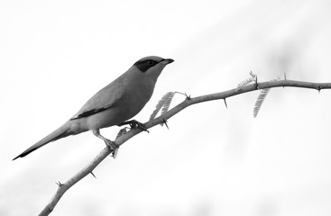 Grey Hypocolius on acacia tree, Bahrain