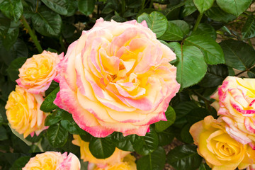 Beautiful pink and yellow roses in a garden in summer time