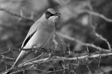 Grey Hypocolius on acacia tree
