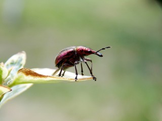 small burgundy beetle on a leaf