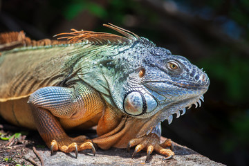 Closeup of an adult green American iguana posing outdoors by himself on a grey stone wall during a sunny summer day.