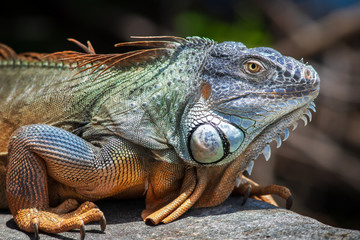 Closeup of an adult green American iguana relaxing outdoors by himself on a grey stone wall getting some sunshine.