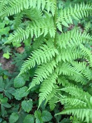 green fern leaves