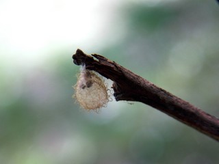 a strange little animal nest