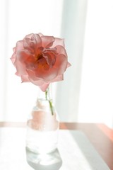 rose backlit in glass jar