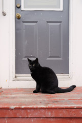 Black cat sits in doorway