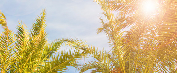 Summer background with palm leaves