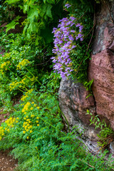 0000306 Rocky Mountain rock Penstemon along the Grinnell Glacier Trail, Glacier National Park, Montana 2609