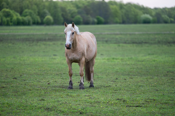 Portrait of a horse. Beige horse with white blaze. Palomino equine coat color. Farm animal on green...