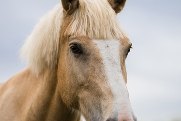 Head portrait of a horse. Beige horse with white blaze. Palomino equine coat color. Farm animal on...