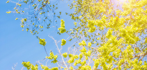 Spring flower background