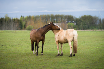 Portrait of two horses. Brown and beige horses. Bay and Palomino equine coat color. Farm animals on green hay field. Green pasture on spring day. Estonia, Baltic, Europe.