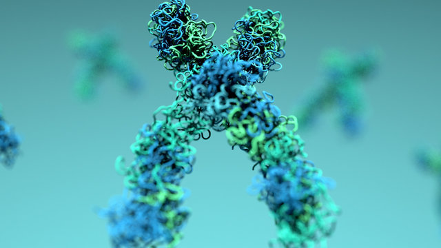 Chromosomes,  X chromosomes in the cell 