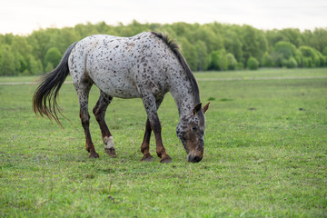 Portrait of a horse. Horse with dotted coat like Appaloosa breed. Farm animals on green hay field. Horse eating fresh grass. Green pasture on spring day. Estonia, Baltic, Europe.