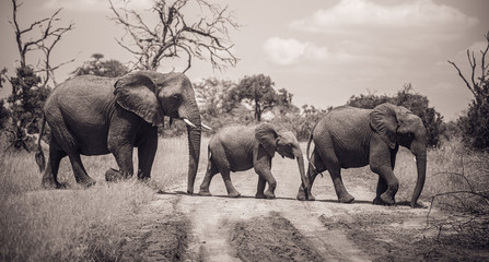 Herd of Elephants - obrazy, fototapety, plakaty